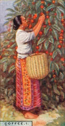Koffie, 1. - Het plukken van de bessen, Oost-Indië, 1928