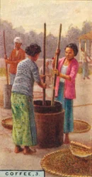Koffie, 3. Het pellen van de bonen, Java, 1928