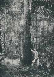 Rubber verzamelen, 1916