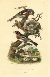 Vink, nest en eieren, en keep met eieren
