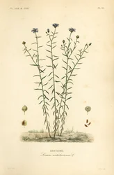 Vlas of lijnzaad, Linum usitatissimum