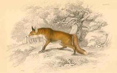 Gewone of rode vos Vulpes vulpes, 1828