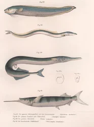 Gewone slangvis. Gewone zandspiering. Gewone Hornhecht. Braziliaanse halfbek, ca. 1850s