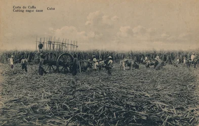 Corte de Cana - Suikerriet snijden - Cuba