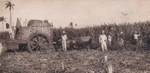 Corte de Canna. - Suikerriet oogsten. Cuba, ca. 1900