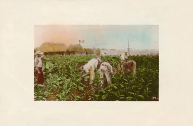 Tabaksplantage, c1910