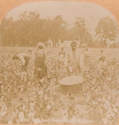 Katoenplukken, ca. 1900