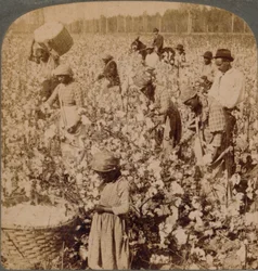 Katoen is koning - plantagescène met werkende plukkers. Georgia, ca. 1900