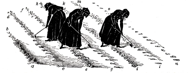 Vruchtwisseling: vrouwen die rapen uitdunnen, 1855