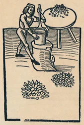 Kruiden stampen in een vijzel, 1947
