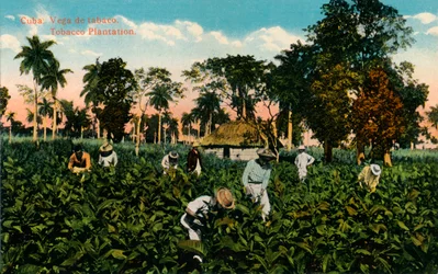 Cuba: Vega de tabaco. Tabaksplantage, ca. 1900