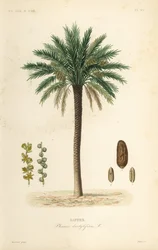 Dadelpalm, Phoenix dactylifera, Dattier
