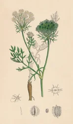 Daucus Carota. Wilde wortel, 19e eeuw