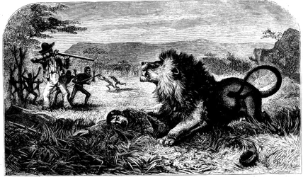 David Livingstone, gered van een leeuw door Mebalwe, een inheemse schoolmeester, 1857