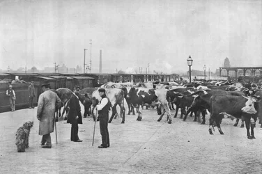Uitladen van vee, LNWR-depot, York Road, Londen, ca. 1903