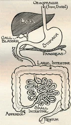 Diagram dat het spijsverteringskanaal toont, dat door het lichaam loopt, ca. 1934
