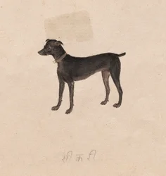 Hond, 1800s