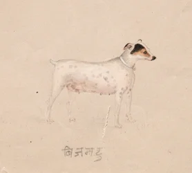 Hond, 1800s