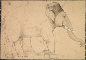 Tekening van een Olifant, ca. 1700