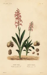Vroege purperorchis en groene nachtorchis