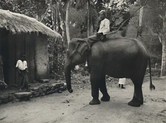 Olifant op een weg bij Kandy, 1926