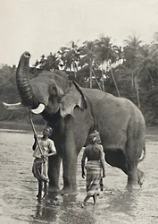Olifant in de Mahavaliganga, 1926