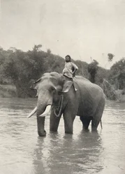 Olifant met kornak in de Mahavaliganga