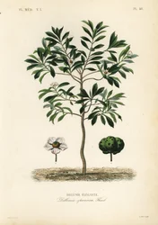 Olifantsappel, Dillenia indica