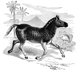 Gravure van een Quagga