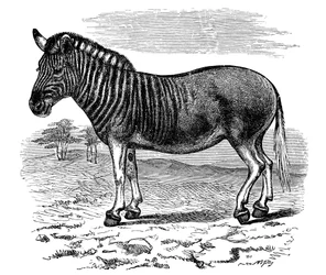 Gravure van een Quagga, 1893