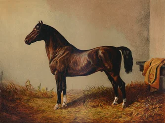 Volledige Pony Hack Don Carlos, ca. 1897