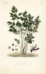 Eurasische christoffelkruid, Actaea spicata, Actee a epi