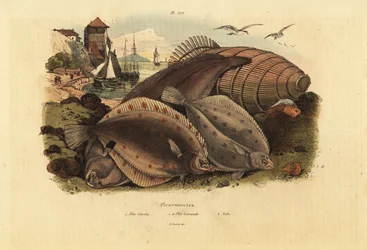 Europese schol, Pleuronectes platessa, gewone schar, Limanda limanda, en tong, Solea solea
