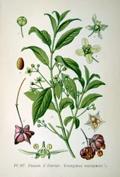 Europese kardinaalsmuts, 1893