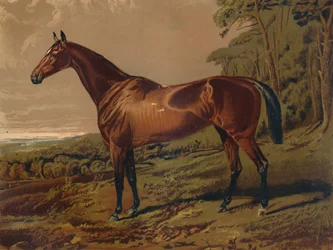 Fair Nell, ca. 1879