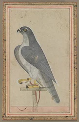 Valk, ca. 1770