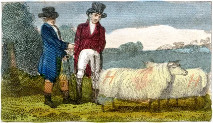 Boeren bespreken Dishley New Leicester schapen, 1822