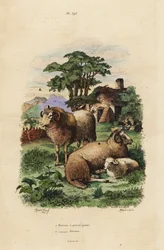 Vetstaartschaap, Ovis aries, en Merino schaap, Ovis aries