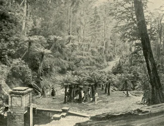 Varensboomlaantje en Pad, Mount Wellington, 1901