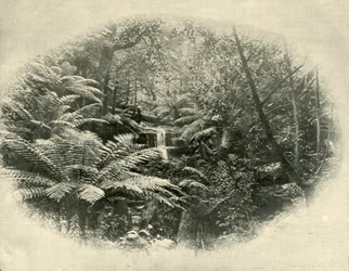 Fern Tree Gully, Tasmanië, 1901