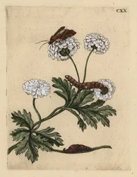 Moederkruid, Tanacetum parthenium, met mot, rups en pop