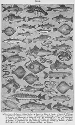 Vis, 1907