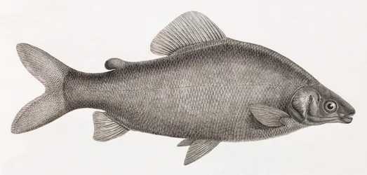Vissen: Le Characin Nefasch