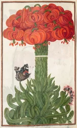 Florilegium: pagina 18 verso boeket van oranje lelies (1608)