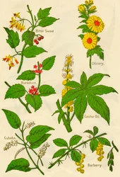 Bloemen: Bitterzoet, Wegedoorn, Kubeben, Cichorei, Ricinusolie, Berberis, ca. 1940
