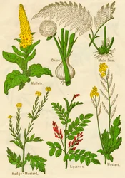 Bloemen: Koningskaars, Ui, Mannetjesvaren, Nodge-Mosterd, Zoethout, Mosterd
