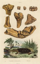 Fossiele botten van een uitgestorven Amerikaanse mastodont, Mammut americanum, en mata mata, Chelus fimbriata