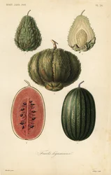 Vruchten, fruits legumieres