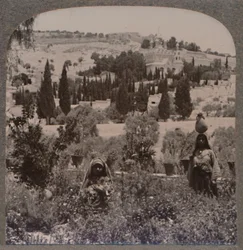 Tuin van Getsemane en Olijfberg vanuit Griekse Tuinen, ca. 1900