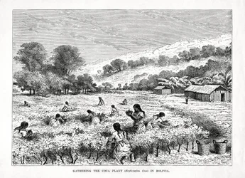 Verzamelen van de cocaplant Erythroxylum coca in Bolivia, 1877